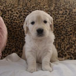 White Collar - Light golden female Golden Retriever puppy in Roseburg, Oregon from Unbound Goldens