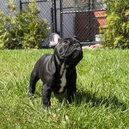 Walter - Brindle male French Bulldog puppy in Franklin, Vermont from Ranch Royale
