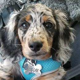 Dachshund Puppies from Strom Ranch