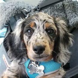 Dachshund Puppies from Strom Ranch