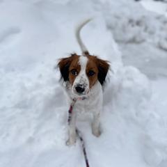 Nederlandse Kooikerhondje Puppies from Blazing Kooikerhondjes