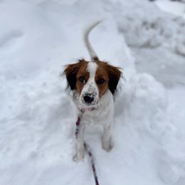 Nederlandse Kooikerhondje Puppies from Blazing Kooikerhondjes