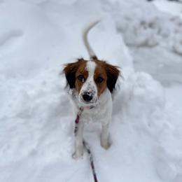 Nederlandse Kooikerhondje Puppies from Blazing Kooikerhondjes
