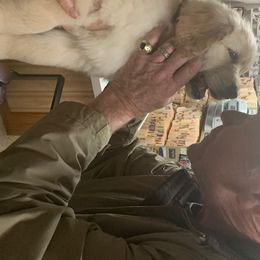 Golden Retriever Puppies from Glacier Goldens