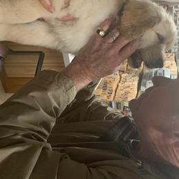 Golden Retriever Puppies from Glacier Goldens