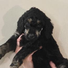 Theo - Phantom male Poodle puppy in New York from Powder Puff Poodles