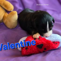 Valentine (Jason) - Black tri-color male Australian Shepherd puppy in Smithfield, Utah from Invictus Farms