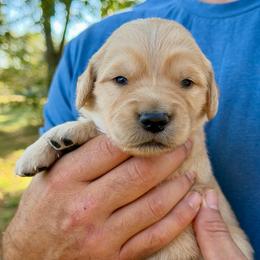 Tater - Golden male Golden Retriever puppy in Doniphan, Missouri from Stockford’s Golden Retrievers