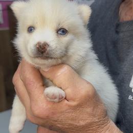 Crystal - White female Pomsky puppy in Spring Hill, Florida from PDQ Pomskies