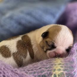 Chihuahua puppies from Snowy Mountains Chihuahua