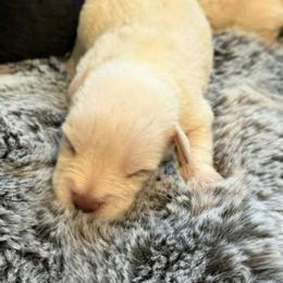 Sally - White female Miniature Schnauzer puppy in Agricola, Mississippi from Lorraine's Miniature Schnauzers