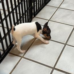 Toy Fox Terrier Puppies from Ultra Quest Show Dogs