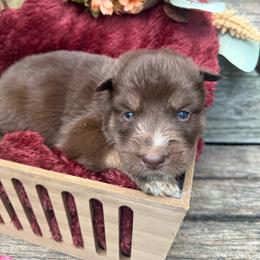 Snookie - Red and white female Siberian Husky puppy in Ravena, New York from Osiris’s Siberians & Pomskies