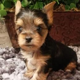 Cosmo - Black and tan male Yorkshire Terrier puppy in Hot Springs, Arkansas from Kimberly's Lovable Littles