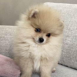 Gracie - Cream sable female Pomeranian puppy in Citrus Heights, California from Yev and Marina's Pomeranians (AKC)