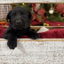 Silver - Black male Labrador Retriever puppy in Kinta, Oklahoma from Beaver Creek Kennels