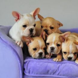 French Bulldogs from Awesome Frenchies