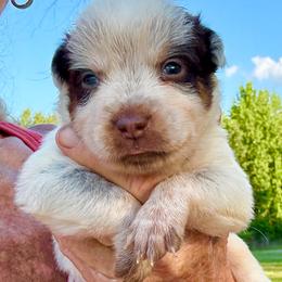Boy 1 - Blue male Australian Cattle Dog puppy in Morton, Mississippi from Heart K Kennels