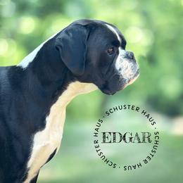 Edgar - Brindle male Boxer puppy in Harmony, North Carolina from Schuster Haus