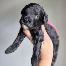 CoCo - Black female Goldendoodle puppy in Leander, Texas from Doodle Doula