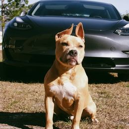Gon - Blue fawn American Bully puppy in Springhill, Florida from War Hammer Bullies