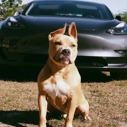Gon - Blue fawn American Bully puppy in Springhill, Florida from War Hammer Bullies