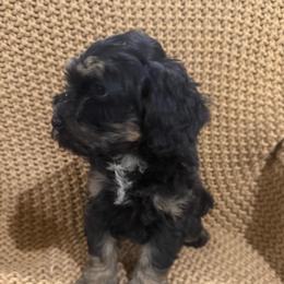 Girl 1 - Phantom female Bernedoodle puppy in Churchill County Fallon, Nevada from Card Family Ranch