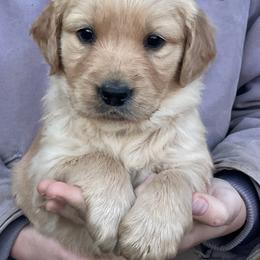 Light Blue - Golden female Golden Retriever puppy in Mount Carmel, Tennessee from HS Goldens