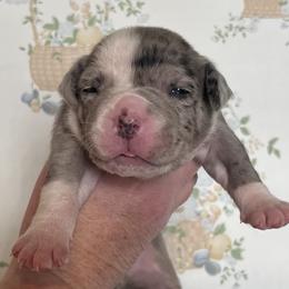6 - female Alapaha Blue Blood Bulldog puppy in Grafton, Ohio from Eclipse Alapaha Kennels