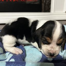 Tucker - Black tan and white male Basset Hound puppy in Walnut Grove, Missouri from C & L Beagles and Bassets