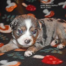 Freya - Blue merle female Miniature Australian Shepherd puppy in Patterson, North Carolina from DreamLine Aussies