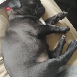 Pug Puppies from Hatfield Pugs