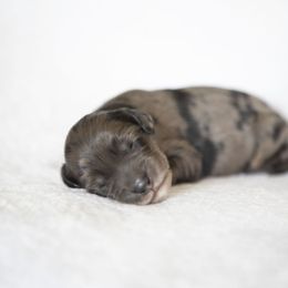 Boy 3 - Merle male Bernedoodle puppy in Tampa, Florida from TOP NOTCH PUPS- BERNEDOODLE BREEDER