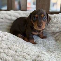 Chocolate And Tan Male 3 - Chocolate and tan male Dachshund puppy in Blackstone, Virginia from Cheyenne's Dachshunds