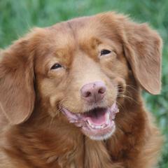 Rumor - Nova Scotia Duck Tolling Retriever