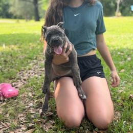 Orange collar - Gray brindle female Cane Corso puppy in Opelousas, Louisiana from Azelees Cane Corso