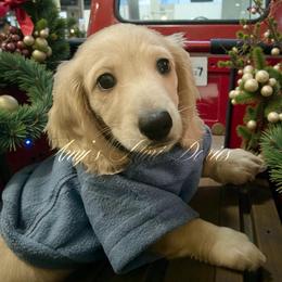 Isa - Dachshund