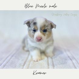 Kramer - Blue merle and white male American Corgi puppy in Onalaska, Washington from Shoestring Valley Corgis