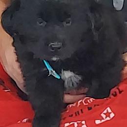 Blue boy - Dark golden male Golden Retriever puppy in Fowlerville, Michigan from Gratz Kennels