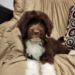 Reef - Brown and white male Portuguese Water Dog puppy in Narvon, Pennsylvania from Prized Family Porties