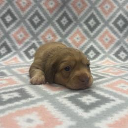 GIRL 1 - Red female Dachshund puppy in Hoover, Alabama from Tide Town Doxies