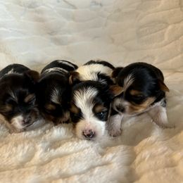 Biewer Terrier Puppies from Bouquet Biewers