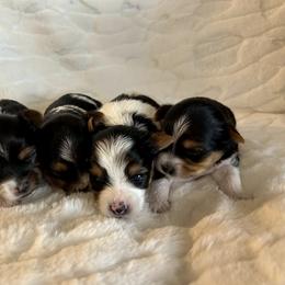 Biewer Terrier Puppies from Bouquet Biewers