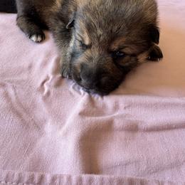 Sable female - Sable female German Shepherd puppy in Jennings, Kansas from Lost Creek German Shepherds LLC