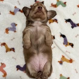 Tootsie - Cream female Dachshund puppy in Alva, Florida from Salty C's Dachshunds