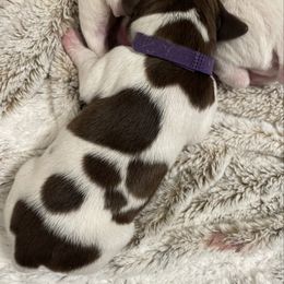 June - Purple Collar - Liver and white female German Shorthaired Pointer puppy in Conroe, Texas from Tipsy Rabbit GSP TopDog Kennel