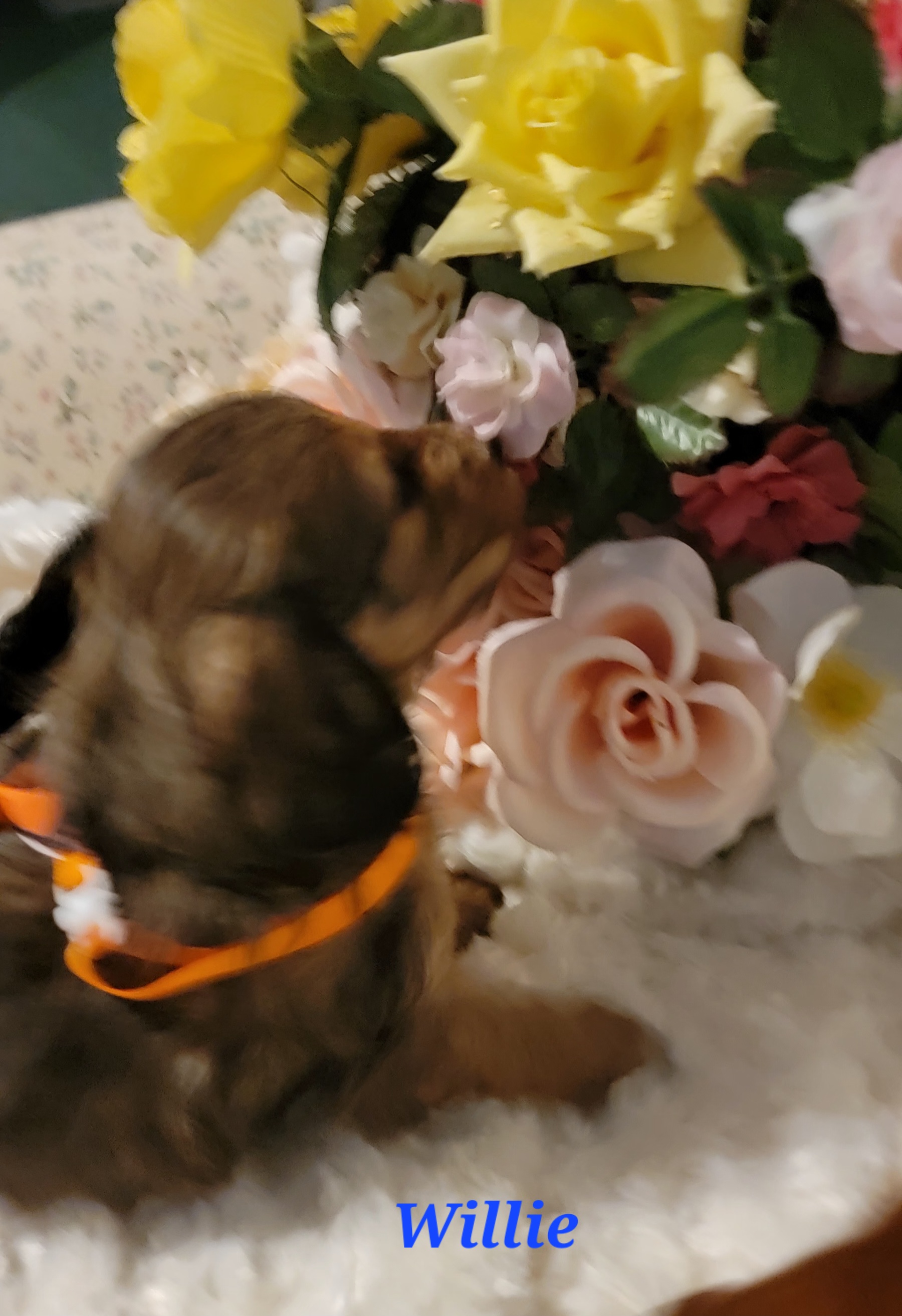 Dachshund Puppies from CLARK'S BREEDING PROGRAM