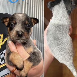 Australian Cattle Dog Puppies from Twisted C Heelers