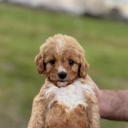 Cavapoo and Cockapoo Puppies from The Barkery