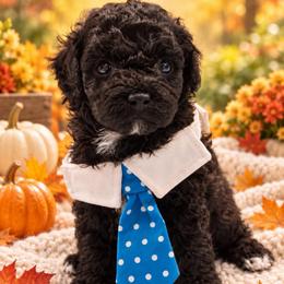 Spot - Black and white male Shihpoo puppy in Cooper City, Florida from Jenny La Bone